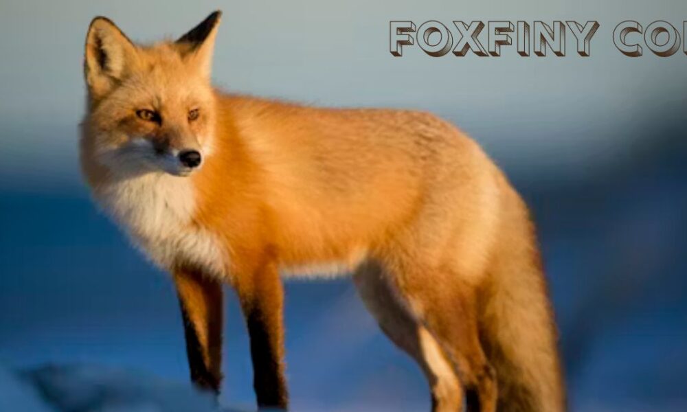 Foxfiny com