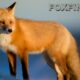 Foxfiny com