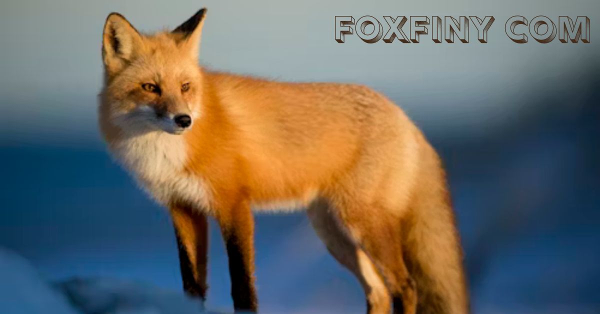 Foxfiny com