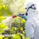 Kleptotoxicity: The Hidden Dangers of Toxin Theft in Nature